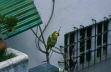 Mein Papagei im Garten in La Paz