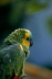 Mein Papagei in Bolivien